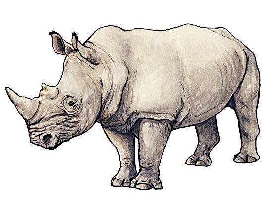 Rhino #1