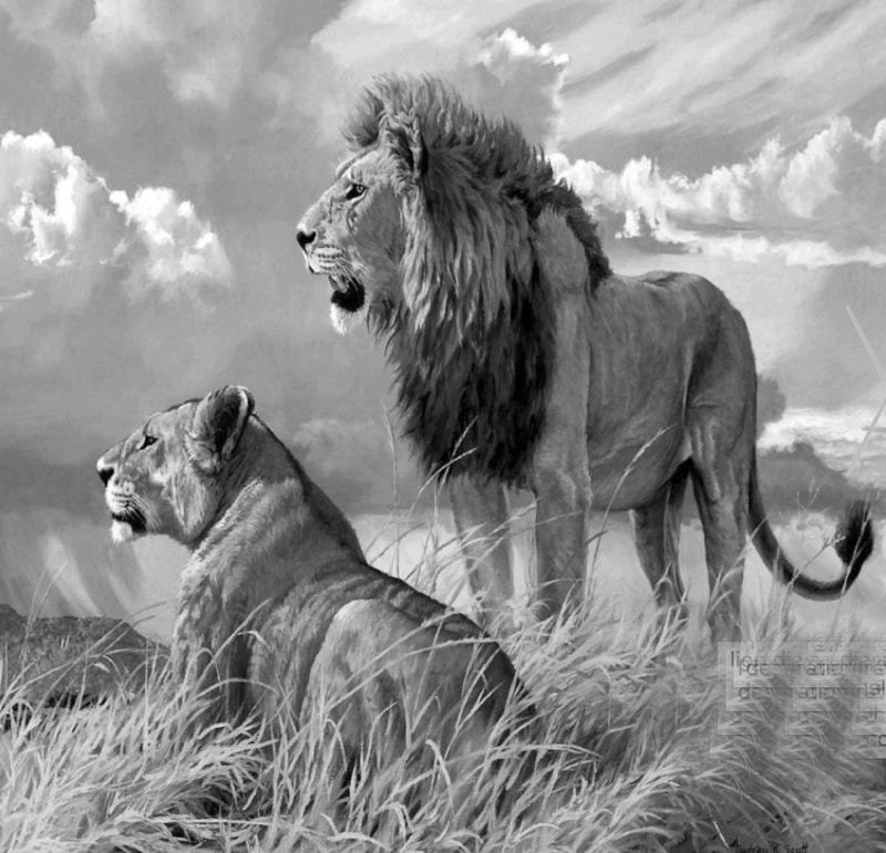 lion family #1